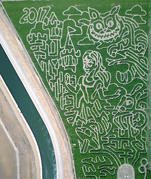 Aerial view of a corn maze with a cat