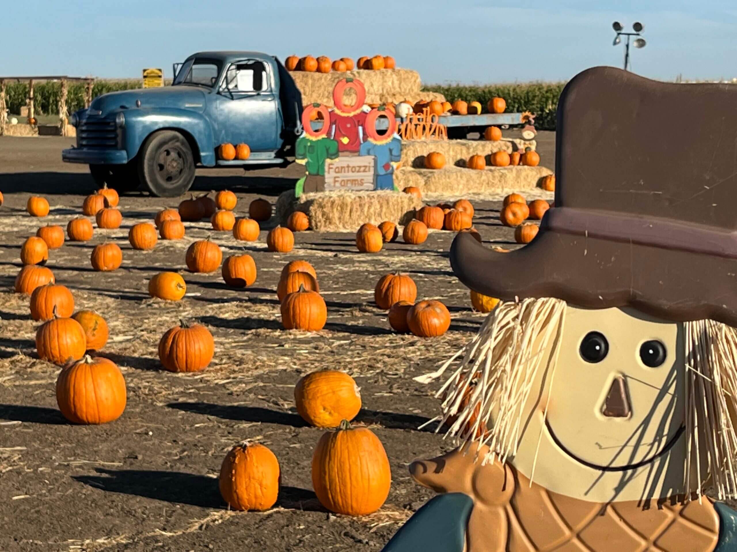 Scarecrow in front of a pumpkin patch