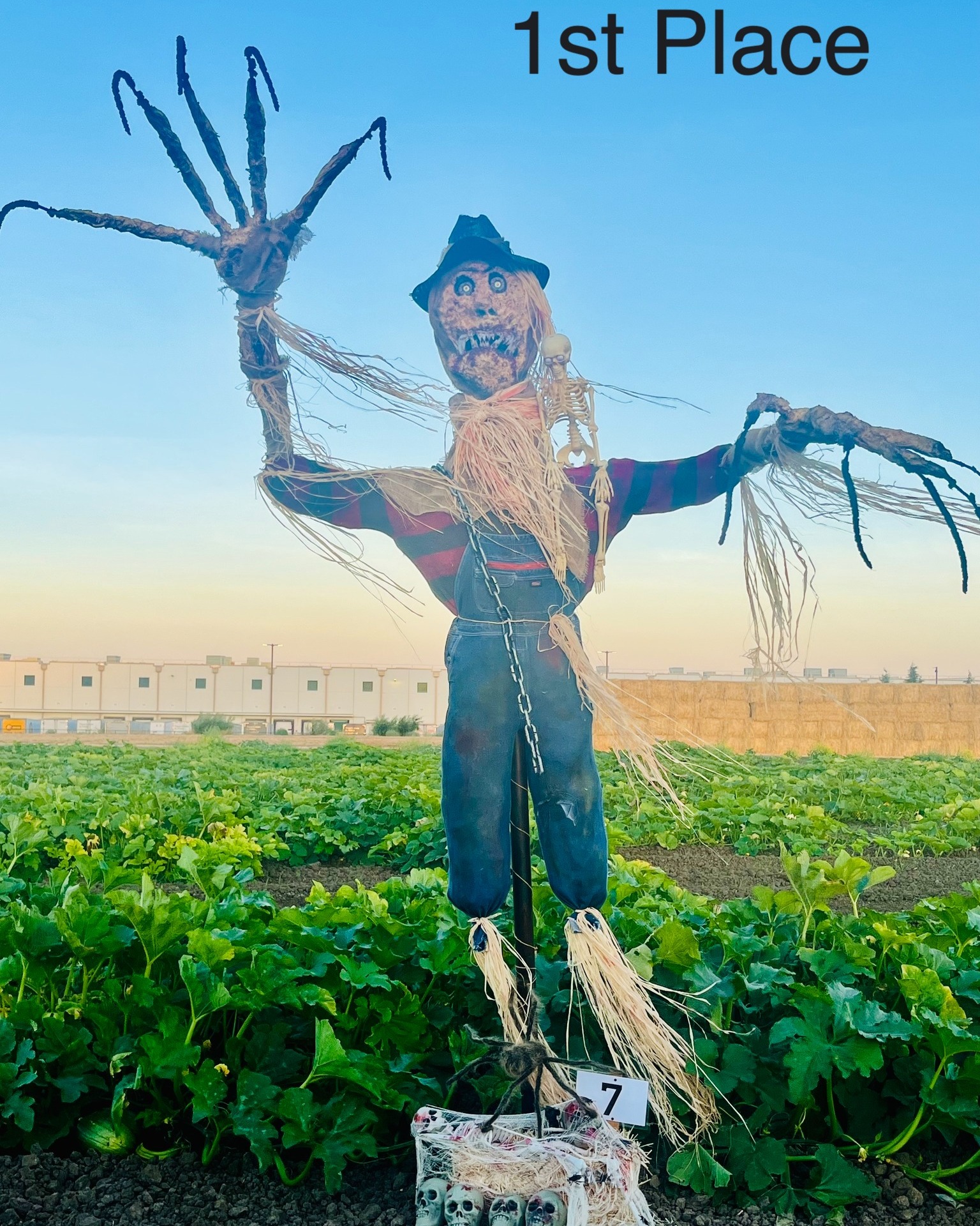 Scary looking scarecrow by a corn field
