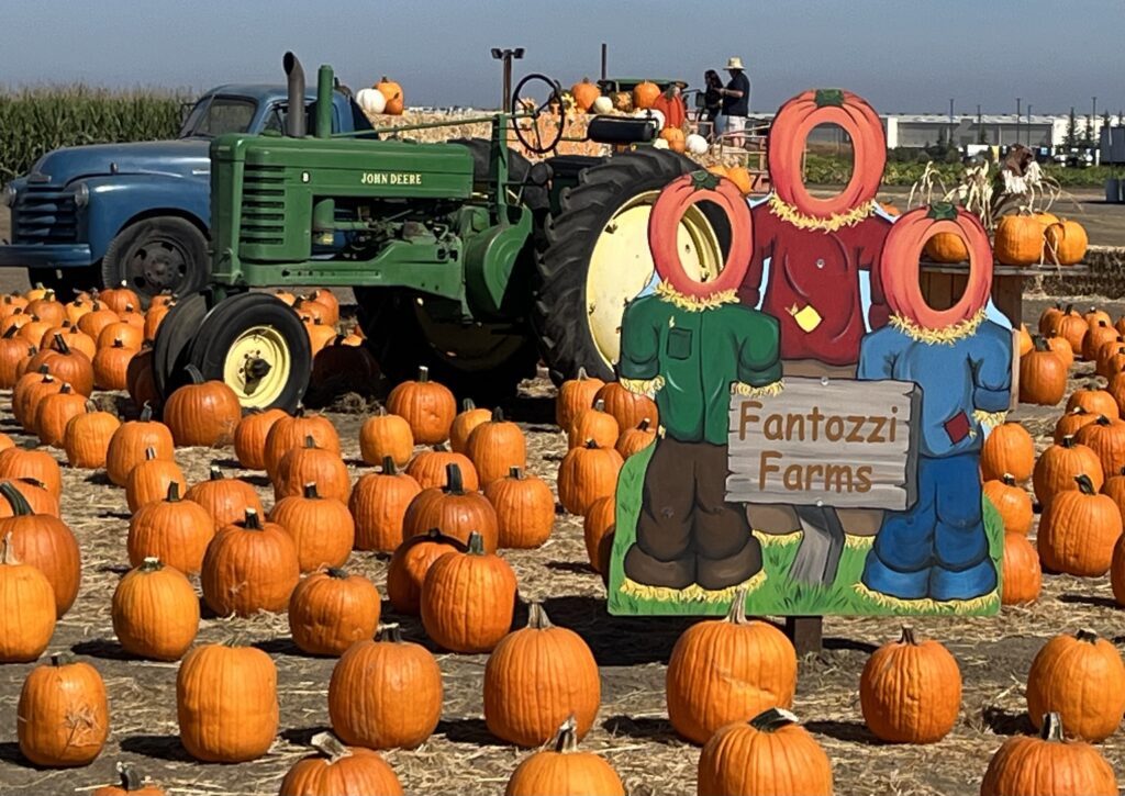 Pumpkin patch with a green tractor