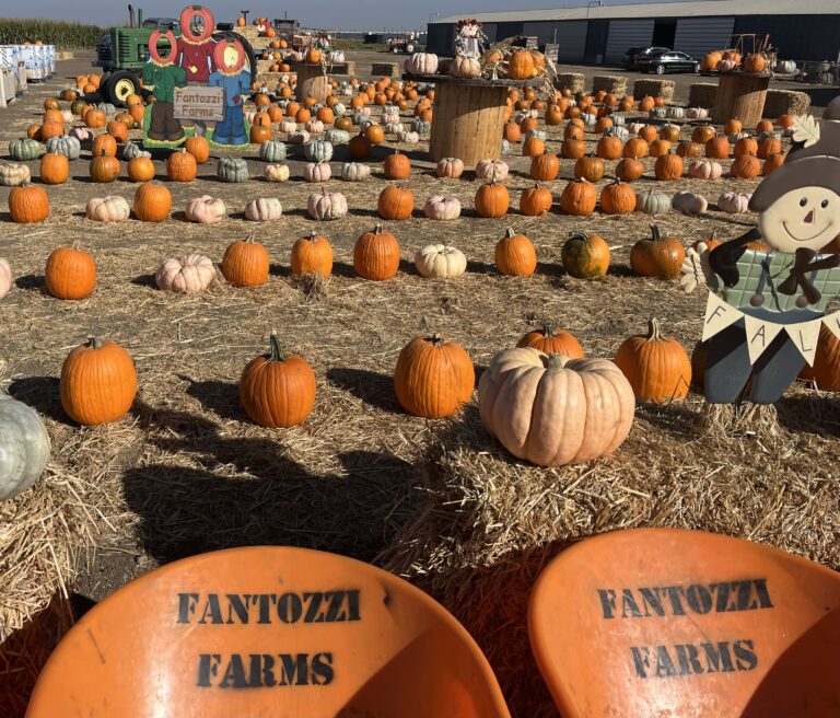 Pumpkin patch in Patterson, CA