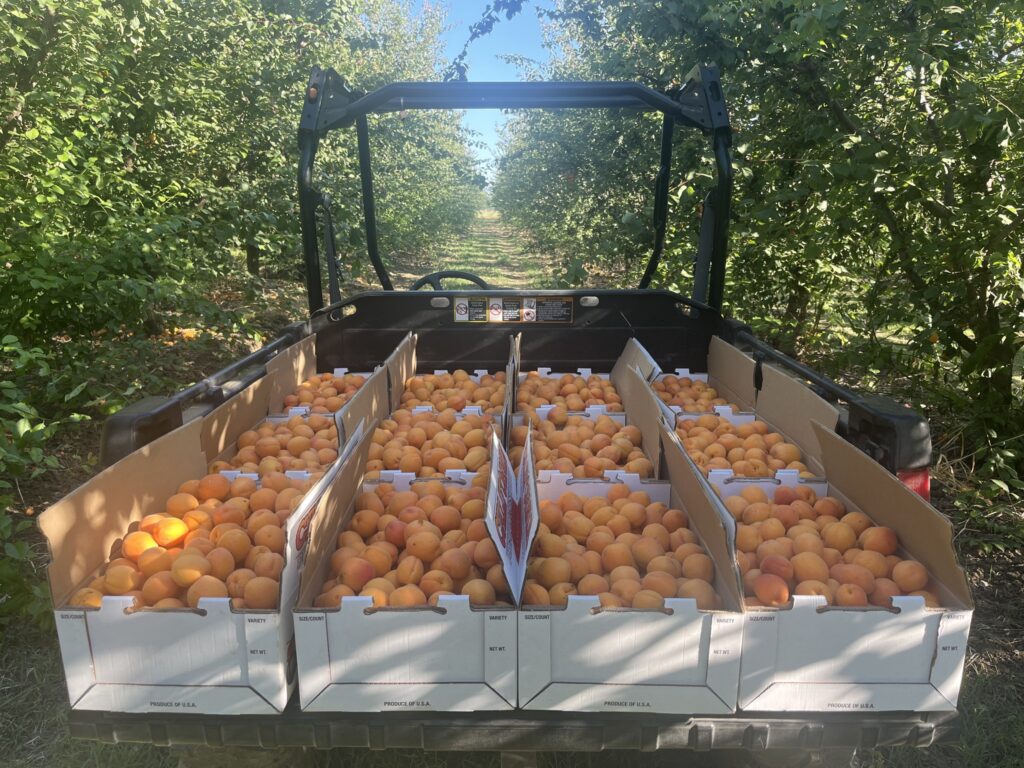 Boxes of fresh apricots in a vehicle under sunlight.