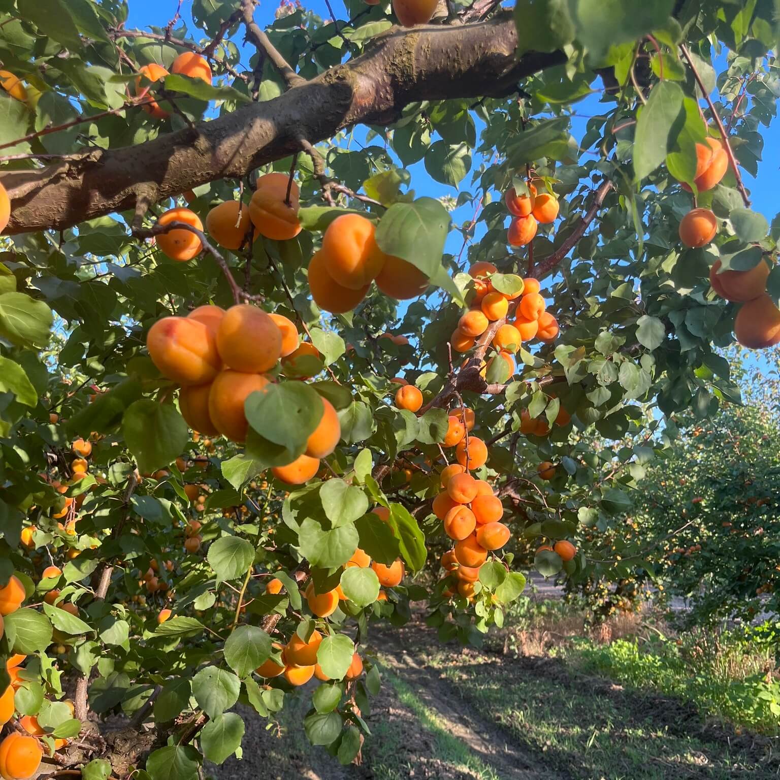 Ripe orange apricots hanging on lush green trees in an orchard.